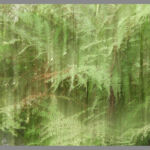 Agneta Nilsson - Naturbild 66